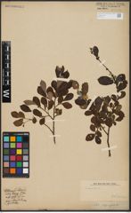 Foto von Salix aurita L.